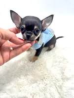 Micro Boy 💙, a male Chihuahua for sale in Pearson, GA – 8 of 10