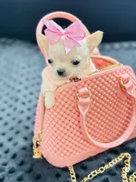 XXX Tiny Teacup Girl 🩷, a female Chihuahua for sale in Pearson, GA – 2 of 10