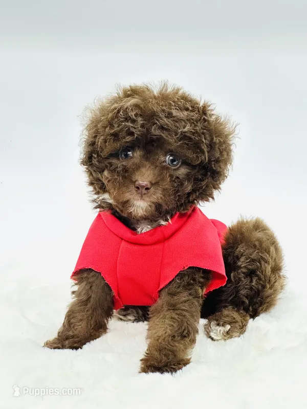 Teddy 🤎 – Poodle - Toy , Miniature Aussiedoodle puppy for sale in Pearson, GA