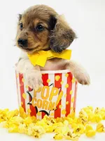 Bailey 💙, a male Miniature Dachshund for sale in Pearson, GA – 3 of 6