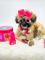 Tiny Girl 🎀, a female Shihpoo for sale in Pearson, GA – 4 of 9