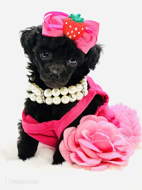 Super Tiny Lily Rae 🎀 – Poodle - Toy  puppy for sale in Pearson, GA
