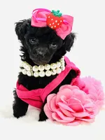 Super Tiny Lily Rae 🎀, a female Poodle - Toy  for sale in Pearson, GA – 1 of 6