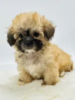 Tiny Girl 🎀, a female Shihpoo for sale in Pearson, GA – 9 of 9