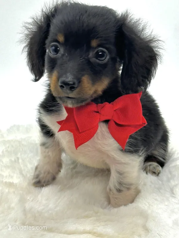 Tiny Tri Boy  – Miniature Dachshund puppy for sale in Pearson, GA