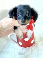 Tiny Tri Boy , a male Miniature Dachshund for sale in Pearson, GA – Photo 5 of 5