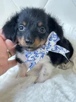 Tiny Tri Boy , a male Miniature Dachshund for sale in Pearson, GA – Photo 3 of 5