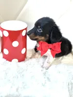 Tiny Tri Boy , a male Miniature Dachshund for sale in Pearson, GA – Photo 2 of 5