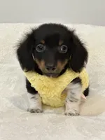 Tiny Toby 💙, a male Miniature Dachshund for sale in Pearson, GA – Photo 3 of 3