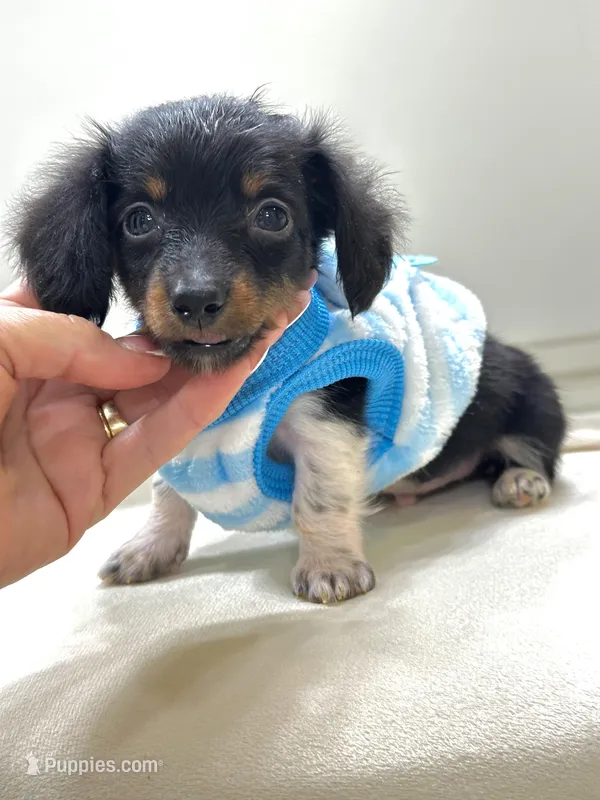 Tiny Tri Boy  – Miniature Dachshund puppy for sale in Pearson, GA