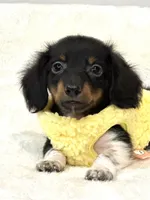 Tiny Toby 💙, a male Miniature Dachshund for sale in Pearson, GA – Photo 2 of 3