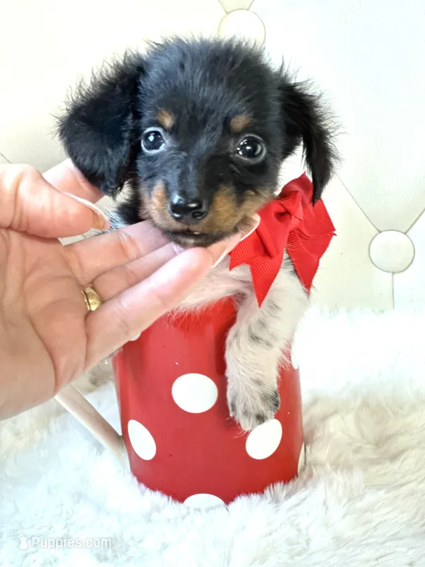 Tiny Tri Boy  – Miniature Dachshund puppy for sale in Pearson, GA