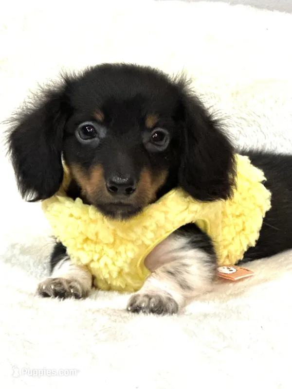 Tiny Toby 💙 – Miniature Dachshund puppy for sale in Pearson, GA
