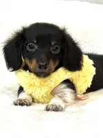 Tiny Toby 💙, a male Miniature Dachshund for sale in Pearson, GA – Photo 1 of 3