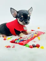 Micro Boy 💙, a male Chihuahua for sale in Pearson, GA – 7 of 10