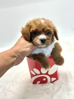 Tiny Teddy 💙, a male Cavapoo for sale in Pearson, GA – 6 of 7