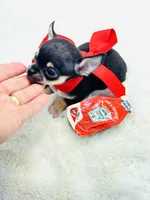 Micro Boy 💙, a male Chihuahua for sale in Pearson, GA – 2 of 10