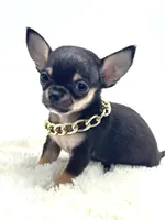 Micro Boy 💙, a male Chihuahua for sale in Pearson, GA – 3 of 10