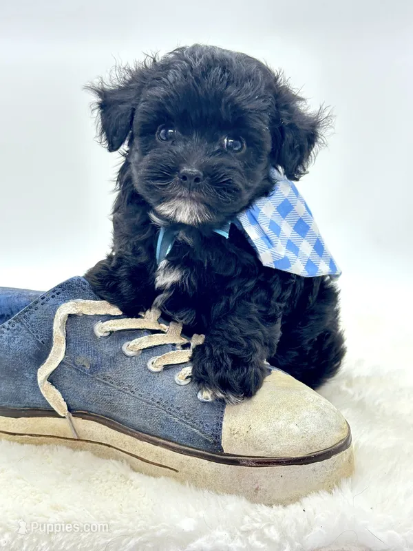 Oreo 💙 – Yorkipoo puppy for sale in Pearson, GA