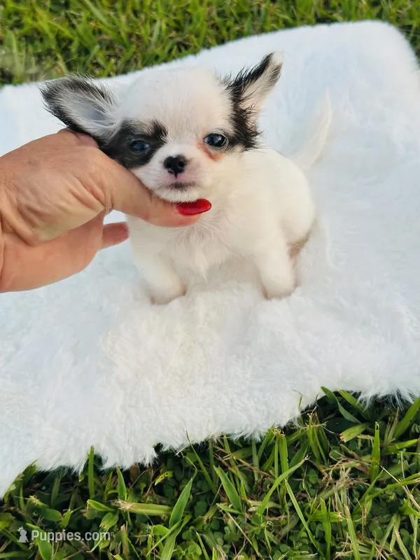 Micro Tiny Peanut 💙 – Chihuahua puppy for sale in Pearson, GA