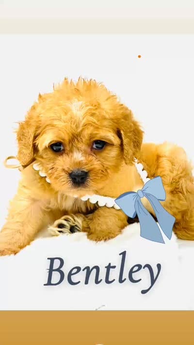 Bentley 💙, a male Cavapoo for sale in Pearson, GA – 5 of 7