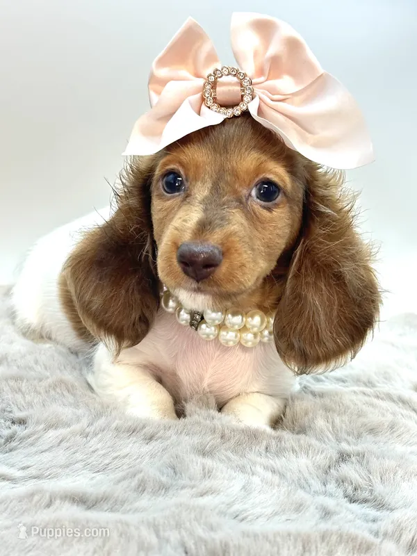 paisley 🌸 – Miniature Dachshund puppy for sale in Pearson, GA