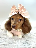 Going Home with Tee❤️, a female Miniature Dachshund for sale in Pearson, GA – 4 of 10