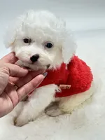 Snowball 💙, a male Poodle - Toy  and Toy Australian Shepherd for sale in Pearson, GA – 8 of 10