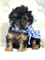 Bentley ❤️, a male Yorkipoo for sale in Pearson, GA – 3 of 7