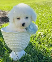 Snowball 💙, a male Poodle - Toy  and Toy Australian Shepherd for sale in Pearson, GA – 5 of 10