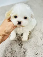 Tiny Teddy 💙, a male Shihpoo for sale in Pearson, GA – 6 of 7