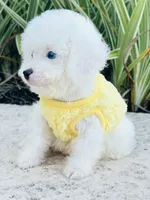 Tiny Blue Eye Boy 💙, a male Poodle - Toy  and Toy Australian Shepherd for sale in Pearson, GA – 7 of 10