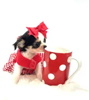 XXX Tiny Teacup Dolly 🎀, a female Chihuahua for sale in Pearson, GA – 9 of 10