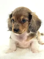 Bailey 💙, a male Miniature Dachshund for sale in Pearson, GA – 5 of 6