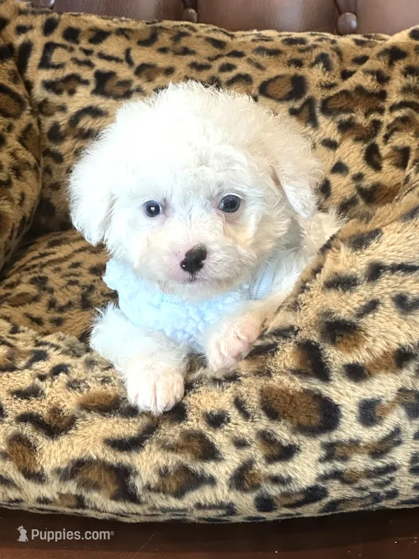 Snowball 💙 – Poodle - Toy , Toy Australian Shepherd puppy for sale in Pearson, GA