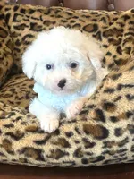 Snowball 💙, a male Poodle - Toy  and Toy Australian Shepherd for sale in Pearson, GA – 1 of 10
