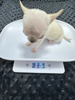 XXX Tiny Teacup Girl 🩷, a female Chihuahua for sale in Pearson, GA – 7 of 10