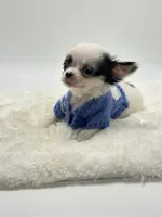 Micro Tiny Peanut 💙, a male Chihuahua for sale in Pearson, GA – 6 of 9