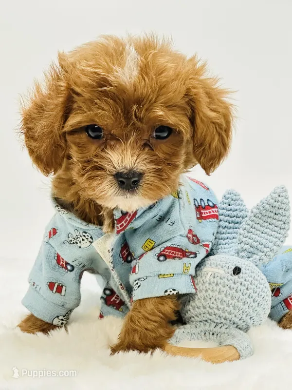 Tiny Teddy 💙 – Cavapoo puppy for sale in Pearson, GA