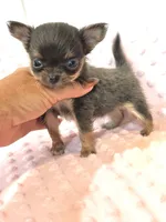 Going Home with LuLu 🩷, a female Chihuahua for sale in Pearson, GA – 6 of 7