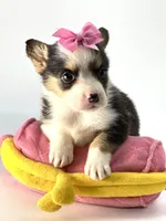 Sadie 🩷, a female Pembroke Welsh Corgi for sale in Pearson, GA – Photo 4 of 5