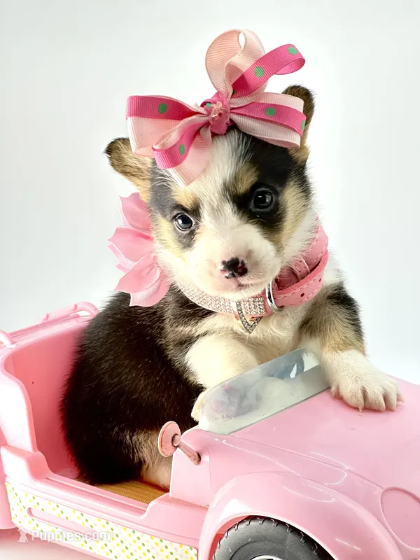 Sadie 🩷, a female Pembroke Welsh Corgi for sale in Pearson, GA – Photo 1 of 5