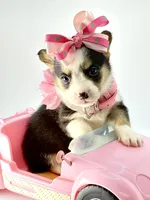 Sadie 🩷, a female Pembroke Welsh Corgi for sale in Pearson, GA – Photo 1 of 5