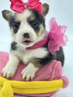 Sadie 🩷, a female Pembroke Welsh Corgi for sale in Pearson, GA – Photo 3 of 5