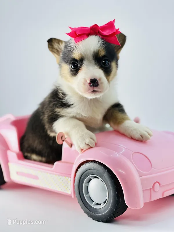 Sadie 🩷 – Pembroke Welsh Corgi puppy for sale in Pearson, GA