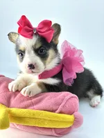 Sadie 🩷, a female Pembroke Welsh Corgi for sale in Pearson, GA – Photo 5 of 5