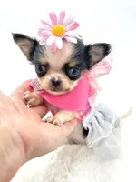 Micro Tiny girl 🎀, a female Chihuahua for sale in Pearson, GA – 5 of 10