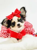 XXX Tiny Teacup Dolly 🎀, a female Chihuahua for sale in Pearson, GA – 5 of 10