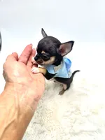 Micro Boy 💙, a male Chihuahua for sale in Pearson, GA – 10 of 10