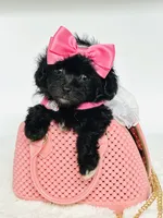 Bella 🩷, a female Maltipoo for sale in Pearson, GA – 6 of 8